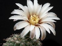 Gymnocalycium frankianum JJH.jpg